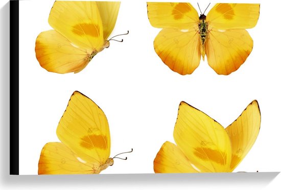 Canvas  - Vier Gele Vlinders - 60x40cm Foto op Canvas Schilderij (Wanddecoratie op Canvas)