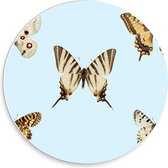 Forex Wandcirkel - Geel/Witte Vlinders op Blauwe Achtergrond - 30x30cm Foto op Wandcirkel (met ophangsysteem)