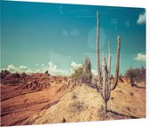 Cactus in de woestijn - Foto op Plexiglas - 90 x 60 cm