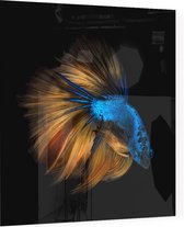 Orange Blauwe Kempvis op zwarte achtergrond - Foto op Plexiglas - 60 x 60 cm