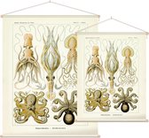 Octopus - Gamochonia (Kunstformen der Natur), Ernst Haeckel - Foto op Textielposter - 60 x 80 cm