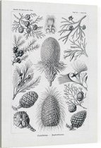 Araucaria - Coniferae (Kunstformen der Natur), Ernst Haeckel - Foto op Canvas - 75 x 100 cm