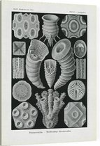 Cyathophyllum - Tetracoralla (Kunstformen der Natur), Ernst Haeckel - Foto op Canvas - 45 x 60 cm