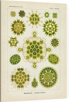 Pediastrum - Melethallia (Kunstformen der Natur), Ernst Haeckel - Foto op Canvas - 45 x 60 cm