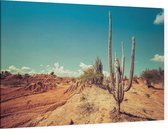 Cactus in de woestijn - Foto op Canvas - 45 x 30 cm