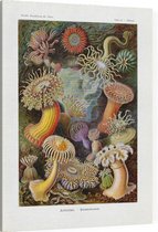 Heliactis - Actiniae (Kunstformen der Natur), Ernst Haeckel - Foto op Canvas - 30 x 40 cm