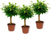 Set van 3 Kamerplanten - Ficus Bambino - ± 30cm hoog - 12cm diameter