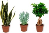 Set van 3 Kamerplanten - Sansevieria Superba & Senecio Curio Mount Everest & Ficus Ginseng - ±  30cm hoog - 12cm diameter