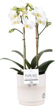 Orchidee van Botanicly – Vlinder orchidee in keramische pot als set – Hoogte: 45 cm, 1 tak – Phalaenopsis Snow Flake