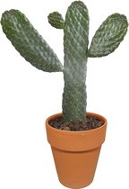 Opuntia consulea in terracotta pot | Micky Mouse cactus | 1 stuk | Ø 18 cm |  30 - 40 cm