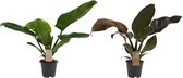 FloriaFor - Philodendron Combi Imperial Green - Imperial Red Feel Green - - ↨ 50cm - ⌀ 14cm