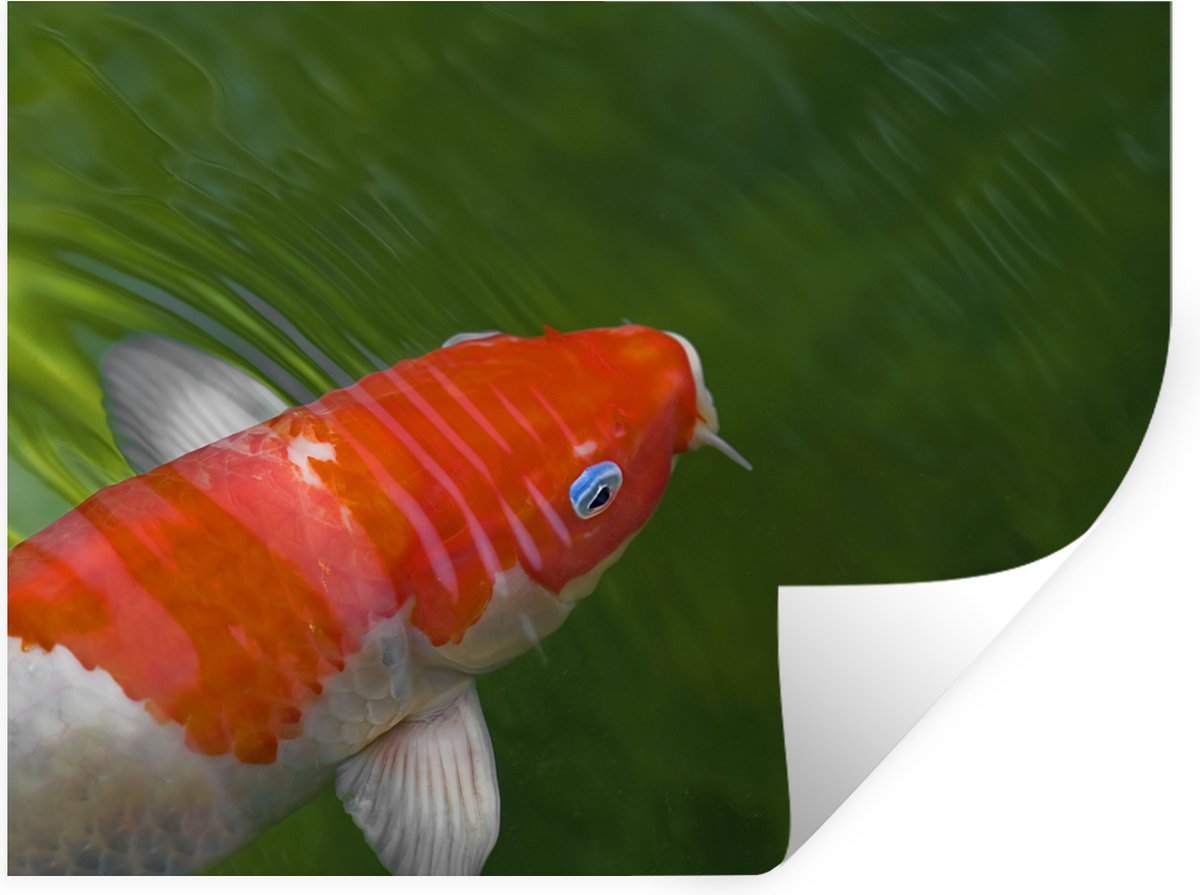 Muurstickers - Sticker Folie - Een koi karper in groenkleurig water - 80x60 cm - Plakfolie