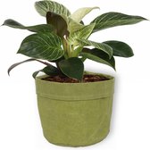 Kamerplant Philodendron White Wave - Unieke Kamerplant - ± 25cm hoog - 12cm diameter - in groene sierzak