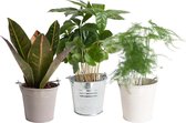 Mini Green | Trio Veren, Kleur en Koffie in zink ↨ 20cm - 3 stuks - hoge kwaliteit planten