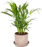 Goudpalm met pot ↨ 65cm - hoge kwaliteit planten