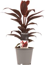 Cordyline Mambo ↨ 40cm - hoge kwaliteit planten