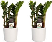 Duo 2 x Zamio Zenzi met Elho B.for soft white ↨ 40cm - 2 stuks - hoge kwaliteit planten