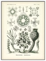 Farrea - Hexactinellae (Kunstformen der Natur), Ernst Haeckel - Foto op Akoestisch paneel - 60 x 80 cm