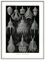 Calocyclas - Cyrtoidea (Kunstformen der Natur), Ernst Haeckel - Foto op Akoestisch paneel - 150 x 200 cm