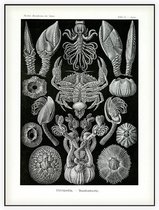 Lepas - Cirripedia (Kunstformen der Natur), Ernst Haeckel - Foto op Akoestisch paneel - 90 x 120 cm