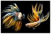 2 geel zwarte vissen - Foto op Akoestisch paneel - 150 x 100 cm