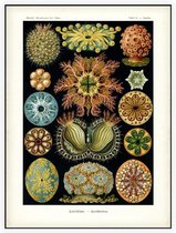 Cynthia - Ascidiae (Kunstformen der Natur), Ernst Haeckel - Foto op Akoestisch paneel - 60 x 80 cm