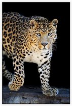 Jagende Jaguar op zwarte achtergrond - Foto op Akoestisch paneel - 60 x 90 cm