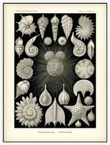 Globigerina - Thalamophora (Kunstformen der Natur), Ernst Haeckel - Foto op Akoestisch paneel - 60 x 80 cm