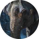 Aziatische olifant - Foto op Behangcirkel - ⌀ 100 cm