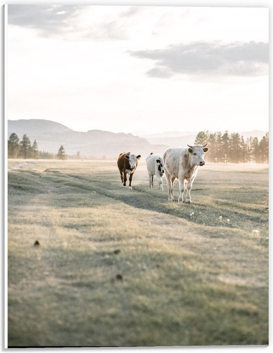 Forex - Koeien op de Wei - 30x40cm Foto op Forex