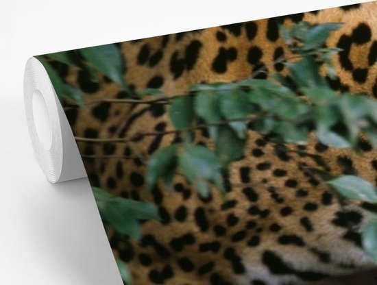 Papier peint Papier peint photo en vinyle - Jaguar rampant en forêt largeur 600 cm x hauteur 400 cm - Tirage photo sur papier peint (disponible en 7 tailles)