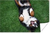 Poster Berner est allongé sur l'herbe 60x40 cm - Tirage photo sur Poster (décoration murale salon / chambre) / Poster Animaux domestiques