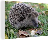 Hérisson en toile d'herbe 2cm 180x120 cm - Tirage photo sur toile (Décoration murale salon / chambre) / Animaux sauvages Peintures sur toile XXL / Groot format!