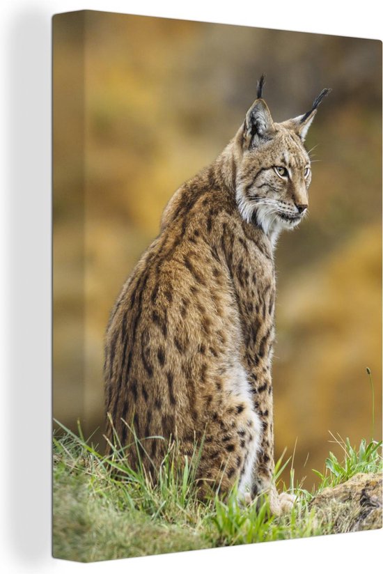 Lynx est assis dans l'herbe et regarde en arrière 60x80 cm - Tirage photo sur toile (Décoration murale salon / chambre) / Predators Canvas Peintures