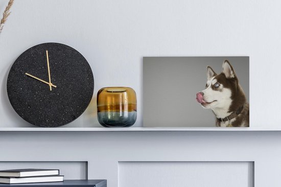 Husky lèche le nez sur toile 2cm 30x20 cm - petit - Tirage photo sur toile (Décoration murale salon / chambre) / animaux sauvages Peintures sur toile