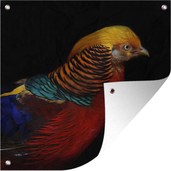 Affiche de jardin Faisan doré sur fond noir Toile en vrac 100x100 cm - Toile de jardin / Toile d'extérieur / Peintures d'extérieur (décoration de jardin)