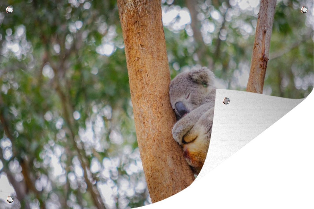 Papier peint Koala australien dort sur l'arbre 