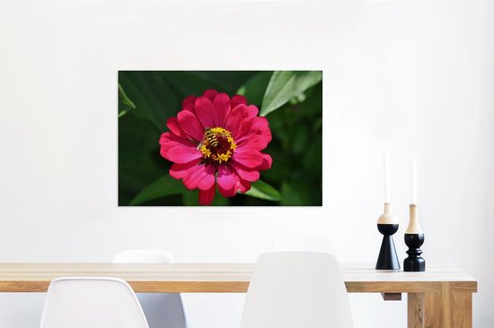 Canvas Schilderij Roze zinnia bloem met een bij erop - 90x60 cm - Wanddecoratie