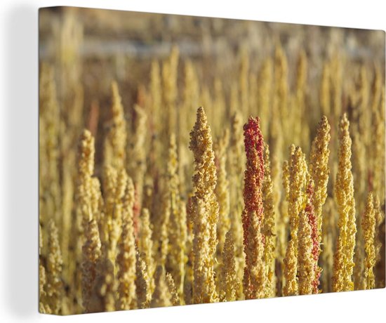 Gele kleuren van de quinoa planten Canvas 60x40 cm - Foto print op Canvas schilderij (Wanddecoratie woonkamer / slaapkamer)