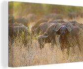 Canvas Schilderij Een kudde buffels in de savannes van het Nationaal park South Luangwa - 120x80 cm - Wanddecoratie