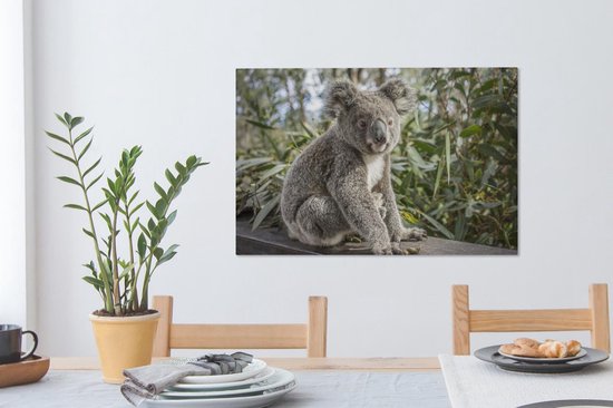 Peintures sur toile - Un koala assis sur une étagère - 90x60 cm - Décoration murale
