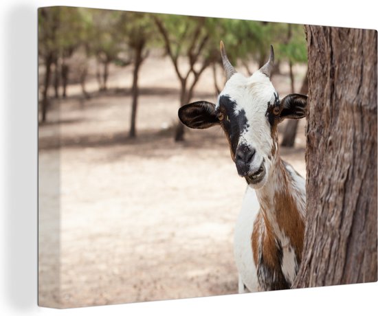 Chèvre curieuse derrière un arbre 120x80 cm - Tirage photo sur toile (Décoration murale salon / chambre) / Peintures sur toile Mammifères