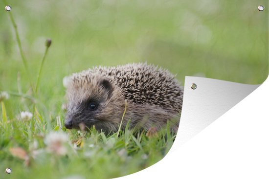 Tuinposters buiten Baby egel op het gras - 90x60 cm - Tuindoek - Buitenposter