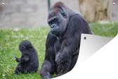 Muurdecoratie Een grote Gorilla met zijn baby - 180x120 cm - Tuinposter - Tuindoek - Buitenposter