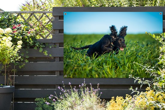 Affiche de jardin Un cocker anglais de couleur noire dans l'herbe verte 120x80 cm - Toile de jardin / Toile d'extérieur / Peintures pour l'extérieur (décoration de jardin)