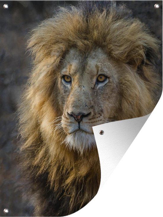 Décoration de Jardin Lion - Portrait - Sauvage - 30x40 cm - Toile de jardin