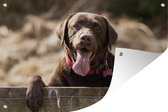 Tuindecoratie Labrador Retriever die over een omheining kijkt - 60x40 cm - Tuinposter - Tuindoek - Buitenposter