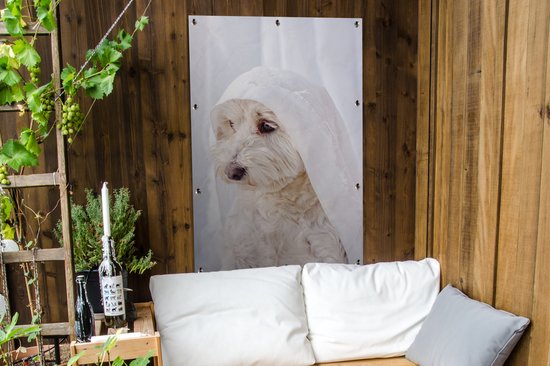 Un chien maltais blanc regardant par la fenêtre Affiche de jardin 80x120 cm - Toile de jardin / Toile d'extérieur / Peintures d'extérieur (décoration de jardin)