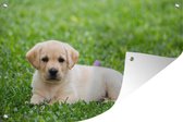 Tuinposter - Tuindoek - Tuinposters buiten - Labrador Puppy in gras - 120x80 cm - Tuin