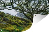 Tuinposters buiten Bemoste boom in het Nationaal park Dartmoor in Engeland - 90x60 cm - Tuindoek - Buitenposter
